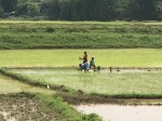 3. インドの田植え風景