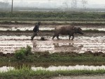 4. ハノイ近郊水牛で農耕